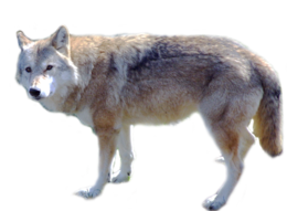 animals & Wolf free transparent png image.