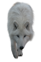 animals & Wolf free transparent png image.