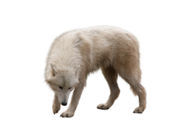 animals & Wolf free transparent png image.