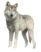 animals & Wolf free transparent png image.