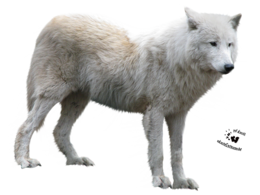 animals & Wolf free transparent png image.
