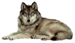 animals & Wolf free transparent png image.