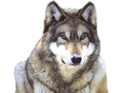 animals & Wolf free transparent png image.