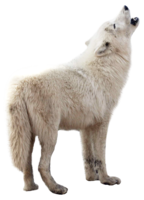 animals & Wolf free transparent png image.