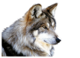 animals & Wolf free transparent png image.