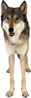 animals & Wolf free transparent png image.