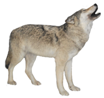 animals & Wolf free transparent png image.