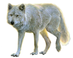 animals & Wolf free transparent png image.