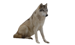 animals & Wolf free transparent png image.