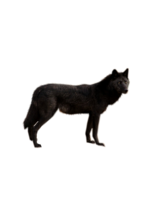 animals & wolf free transparent png image.
