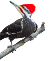 animals & woodpecker free transparent png image.