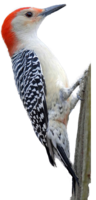 animals & woodpecker free transparent png image.