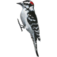 animals & Woodpecker free transparent png image.