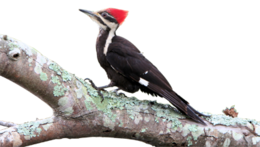 animals & Woodpecker free transparent png image.