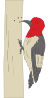 animals & Woodpecker free transparent png image.