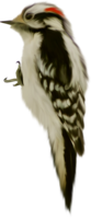 animals & Woodpecker free transparent png image.