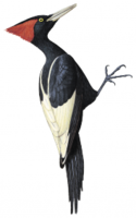 animals & Woodpecker free transparent png image.