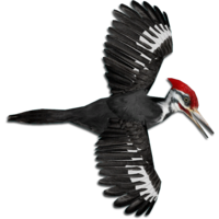 animals & Woodpecker free transparent png image.
