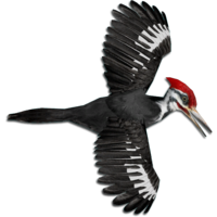 animals & woodpecker free transparent png image.