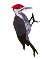 animals & Woodpecker free transparent png image.