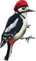 animals & Woodpecker free transparent png image.