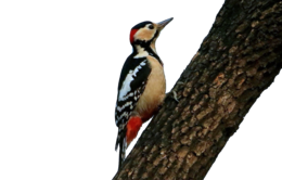 animals & Woodpecker free transparent png image.