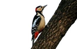 animals & woodpecker free transparent png image.