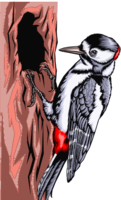 animals & woodpecker free transparent png image.