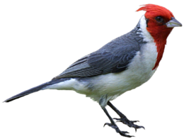 animals & woodpecker free transparent png image.