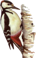 animals & Woodpecker free transparent png image.