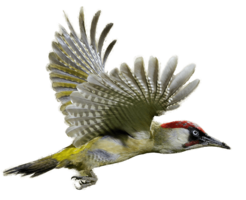 animals & woodpecker free transparent png image.