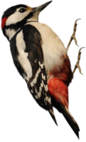 animals & Woodpecker free transparent png image.