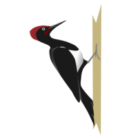 animals & Woodpecker free transparent png image.