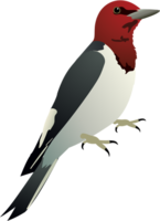 animals & Woodpecker free transparent png image.