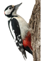 animals & Woodpecker free transparent png image.