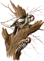 animals & Woodpecker free transparent png image.