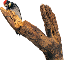 animals & woodpecker free transparent png image.