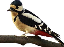 animals & woodpecker free transparent png image.