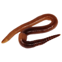 insects & worms free transparent png image.