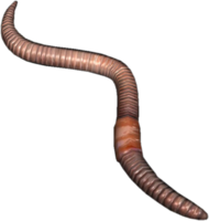 insects & worms free transparent png image.