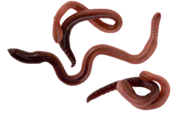 insects & worms free transparent png image.