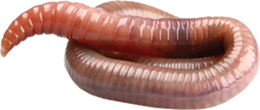 insects & Worms free transparent png image.