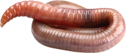 insects & worms free transparent png image.