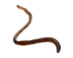 insects & worms free transparent png image.