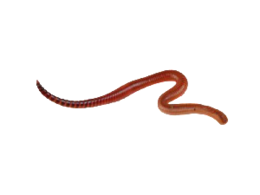 insects & worms free transparent png image.