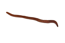 insects & Worms free transparent png image.