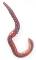 insects & worms free transparent png image.