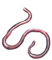 insects & Worms free transparent png image.