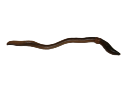 insects & worms free transparent png image.