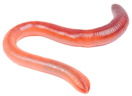 insects & worms free transparent png image.